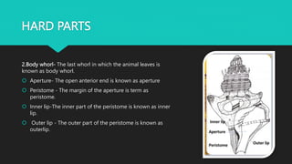 HARD PARTS
2.Body whorl- The last whorl in which the animal leaves is
known as body whorl.
 Aperture- The open anterior end is known as aperture
 Peristome - The margin of the aperture is term as
peristome.
 Inner lip-The inner part of the peristome is known as inner
lip.
 Outer lip - The outer part of the peristome is known as
outerlip.
 