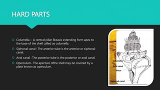HARD PARTS
 Columella- : A central pillar likeaxis extending form apex to
the base of the shell called as columella.
 Siphonal canal : The anterior tube is the anterior or siphonal
canal.
 Anal canal : The posterior tube is the posterior or anal canal.
 Operculum- The aperture ofthe shell may be covered by a
plate known as operculum.
 