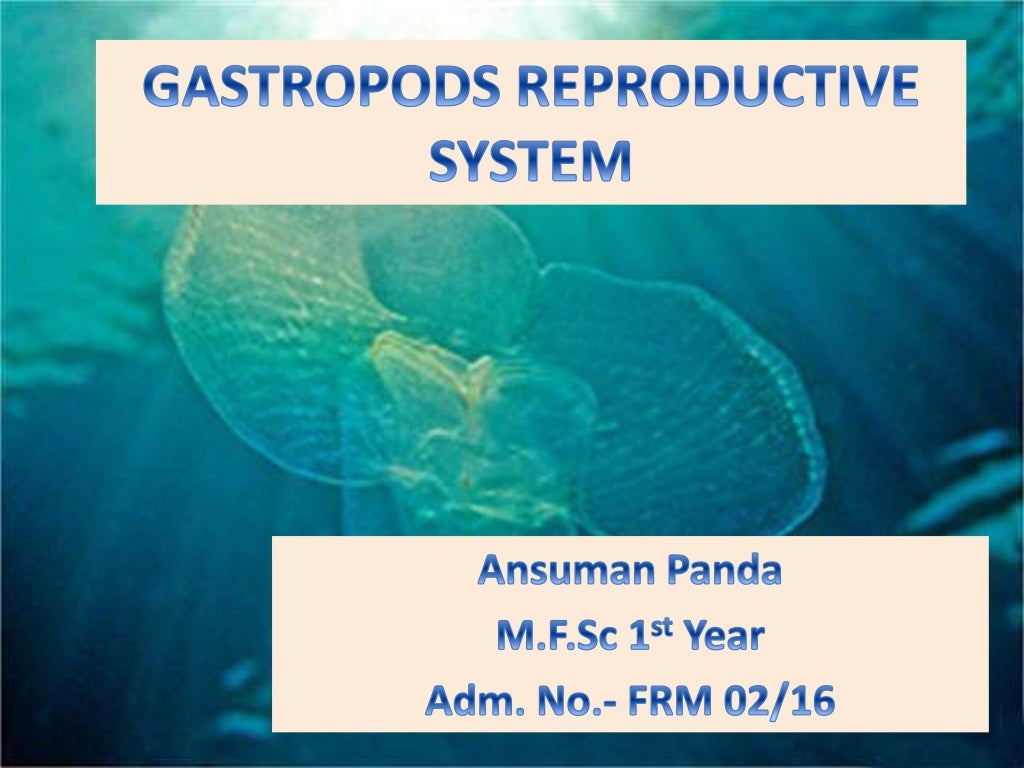 Gastropods reproductive system