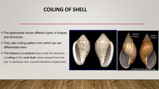 gastropods.pptx