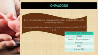 Es la hernia de algunas vísceras abdominales a través de un anillo
umbilical agrandado.
Se acompaña de anomalías cromosómicas, como trisomía 13, 15, 18
y 21.
ÓRGANOS QUE PROTRUYEN
Hígado
Intestino delgado y grueso
Estómago
Bazo
Vesícula Biliar
 
