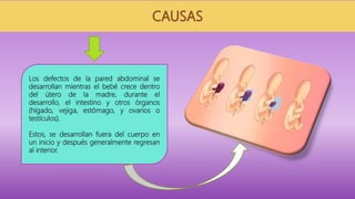Los defectos de la pared abdominal se
desarrollan mientras el bebé crece dentro
del útero de la madre, durante el
desarrollo, el intestino y otros órganos
(hígado, vejiga, estómago, y ovarios o
testículos).
Estos, se desarrollan fuera del cuerpo en
un inicio y después generalmente regresan
al interior.
 