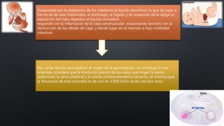 Ocasionada por la exposición de los intestinos al líquido amniótico: lo que da lugar a
hernia de las asas intestinales, el estómago, el hígado y en ocasiones de la vejiga La
exposición del tubo digestivo al líquido amniótico
responde con la inflamación de la capa seromuscular: ocasionando serositis con la
destrucción de las células de Cajal, y dando lugar en el neonato a hipo motilidad
intestinal.
Hay varias teorías que explican el origen de la gastrosquisis, sin embargo la más
aceptada considera que la involución precoz de los vasos que irrigan la pared
abdominal: la vena umbilical y la arteria onfalomesentérica derecha. Se informa que
la frecuencia de esta anomalía es de uno en 3,000 niños recién nacidos vivos.
 
