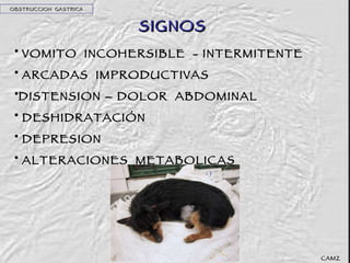 SIGNOS VOMITO  INCOHERSIBLE  - INTERMITENTE ARCADAS  IMPRODUCTIVAS DISTENSION – DOLOR  ABDOMINAL DESHIDRATACIÓN DEPRESION ALTERACIONES  METABOLICAS  OBSTRUCCION  GASTRICA CAMZ 