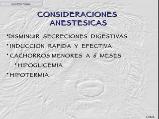 CONSIDERACIONES  ANESTESICAS GASTROTOMIA DISMINUIR  SECRECIONES  DIGESTIVAS INDUCCION  RAPIDA  Y  EFECTIVA CACHORROS MENORES  A  6  MESES HIPOGLICEMIA HIPOTERMIA CAMZ 