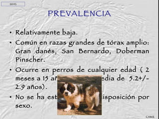 PREVALENCIA Relativamente baja.  Común en razas grandes de tórax amplio: Gran danés, San Bernardo, Doberman Pinscher.  Ocurre en perros de cualquier edad ( 2 meses a 15 años con una media de  5.2+/- 2.9 años).  No se ha establecido predisposición por sexo. SDVG CAMZ 
