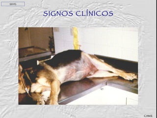 SIGNOS CLÍNICOS SDVG CAMZ 