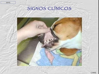 SIGNOS CLÍNICOS SDVG CAMZ 