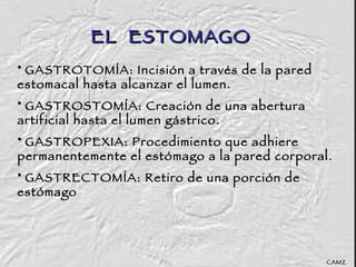 EL  ESTOMAGO GASTROTOMÍA: Incisión a través de la pared estomacal hasta alcanzar el lumen. GASTROSTOMÍA: Creación de una abertura artificial hasta el lumen gástrico . GASTROPEXIA: Procedimiento que adhiere permanentemente el estómago a la pared corporal. GASTRECTOMÍA: Retiro de una porción de estómago CAMZ 