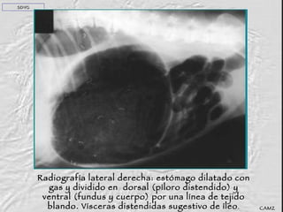Radiografía lateral derecha: estómago dilatado con gas y dividido en  dorsal (píloro distendido) y ventral (fundus y cuerpo) por una línea de tejido blando. Vísceras distendidas sugestivo de íleo . SDVG CAMZ 