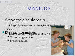 Soporte circulatorio: Ringer lactato bolos de 45ml/Kg. Por 15- 30min. Doble vía I.V. Yugular o MA. No MPs Descompresion: Tubo orogastrico  Trocarizacion MANEJO SDVG 
