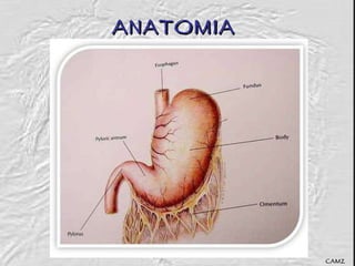 ANATOMIA CAMZ 