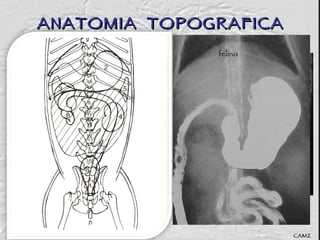 ANATOMIA  TOPOGRAFICA CAMZ 