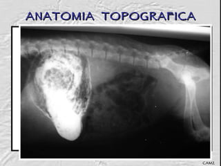 ANATOMIA  TOPOGRAFICA CAMZ 