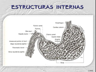 ESTRUCTURAS  INTERNAS CAMZ 