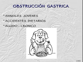 OBSTRUCCIÓN  GASTRICA ANIMALES  JOVENES ACCIDENTES  DIETARIOS  AGUDO - CRONICO CAMZ 