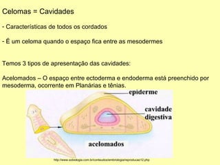 Celomas = Cavidades Características de todos os cordados É um celoma quando o espaço fica entre as mesodermes Temos 3 tipos de apresentação das cavidades: Acelomados – O espaço entre ectoderma e endoderma está preenchido por mesoderma, ocorrente em Planárias e tênias. http://www.sobiologia.com.br/conteudos/embriologia/reproducao12.php 