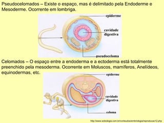 Pseudocelomados – Existe o espaço, mas é delimitado pela Endoderme e Mesoderme. Ocorrente em lombriga.  http://www.sobiologia.com.br/conteudos/embriologia/reproducao12.php Celomados – O espaço entre a endoderma e a ectoderma está totalmente  preenchido pela mesoderma. Ocorrente em Moluscos, mamíferos, Anelídeos,  equinodermas, etc. 