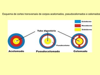 Esquema de cortes transversais de corpos acelomados, pseudocelomados e celomados 