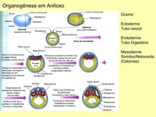 Organogênese em Anfioxo Ocorre: Ectoderme Tubo neural Endoderme Tubo Digestório Mesoderme Somitos/Notocorda  (Celomas) 