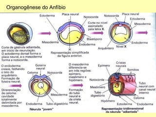 Organogênese do Anfíbio 