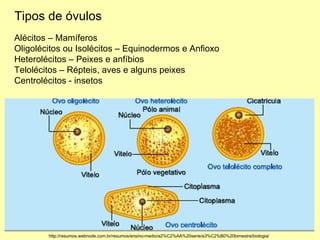 Tipos de óvulos http://resumos.webnode.com.br/resumos/ensino-medio/a2%C2%AA%20serie/a3%C2%B0%20bimestre/biologia/ Alécitos – Mamíferos Oligolécitos ou Isolécitos – Equinodermos e Anfioxo Heterolécitos – Peixes e anfíbios Telolécitos – Répteis, aves e alguns peixes Centrolécitos - insetos  