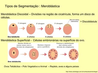 Tipos de Segmentação : Meroblástica Meroblástica Discoidal – Divisões na região de cicatrícula, forma um disco de  células.  Meroblástica Superficial -  Células embrionárias na superfície do ovo. http://www.sobiologia.com.br/conteudos/embriologia/ Ovos Telolécitos – Polo Vegetativo e Animal  – Repteis, aves e alguns peixes  = Discoblástula 