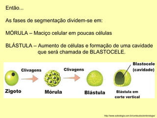 Então... As fases de segmentação dividem-se em: MÓRULA – Maciço celular em poucas células BLÁSTULA – Aumento de células e formação de uma cavidade  que será chamada de BLASTOCELE. http://www.sobiologia.com.br/conteudos/embriologia/ 