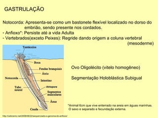 GASTRULAÇÃO Notocorda: Apresenta-se como um bastonete flexível localizado no dorso do  embrião, sendo presente nos cordados. Anfioxo*: Persiste até a vida Adulta Vertebrados(exceto Peixes): Regride dando origem a coluna vertebral  (mesoderme) *Animal 6cm que vive enterrado na areia em águas marinhas.  O sexo e separado e fecundação externa. http://ceticismo.net/2008/06/22/sequenciado-o-genoma-do-anfioxo/ Ovo Oligolécito (vitelo homogêneo) Segmentação Holoblástica Subigual 