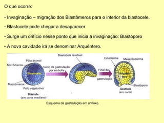 O que ocorre: Invaginação – migração dos Blastômeros para o interior da blastocele. Blastocele pode chegar a desaparecer Surge um orifício nesse ponto que inicia a invaginação: Blastóporo A nova cavidade irá se denominar Arquêntero. Esquema da gastrulação em anfioxo. 