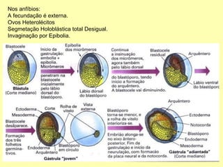 Nos anfíbios: A fecundação é externa.  Ovos Heterolécitos Segmetação Holoblástica total Desigual. Invaginação por Epibolia. 