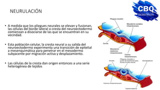Neuroectodermo gastrulacic3b3n-delimitacic3b3n-y-hojas-embrionarias-utis (1).pdf