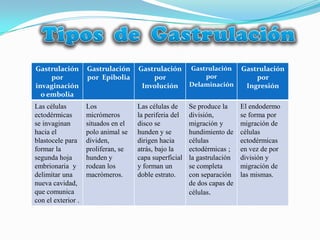 Gastrulación        Gastrulación     Gastrulación       Gastrulación      Gastrulación
     por            por Epibolia         por                por               por
invaginación                          Involución        Delaminación       Ingresión
  o embolia
Las células         Los              Las células de     Se produce la     El endodermo
ectodérmicas        micrómeros       la periferia del   división,         se forma por
se invaginan        situados en el   disco se           migración y       migración de
hacia el            polo animal se   hunden y se        hundimiento de    células
blastocele para     dividen,         dirigen hacia      células           ectodérmicas
formar la           proliferan, se   atrás, bajo la     ectodérmicas ;    en vez de por
segunda hoja        hunden y         capa superficial   la gastrulación   división y
embrionaria y       rodean los       y forman un        se completa       migración de
delimitar una       macrómeros.      doble estrato.     con separación    las mismas.
nueva cavidad,                                          de dos capas de
que comunica                                            células.
con el exterior .
 