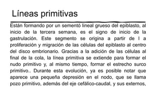 Líneas primitivas
Están formando por un sementó lineal grueso del epiblasto, al
inicio de la tercera semana, es el signo de inicio de la
gastrulación. Este segmento se origina a partir de l a
proliferación y migración de las células del epiblasto al centro
del disco embrionario. Gracias a la adición de las células al
final de la cola, la línea primitiva se extiende para formar el
nudo primitivo y, al mismo tiempo, formar el estrecho surco
primitivo.. Durante esta evolución, ya es posible notar que
aparece una pequeña depresión en el nodo, que se llama
pozo primitivo, además del eje cefálico-caudal, y sus externos,
 