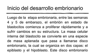 Inicio del desarrollo embrionario
Luego de la etapa embrionaria, entre las semanas
4 y 5 de embarazo, el embrión en estado de
blastocitos comienza a proliferar rápidamente y a
sufrir cambios en su estructura. La masa celular
interna del blastocito se convierte en una especie
de masa aplanada que pasa a llamarse disco
embrionario, la cual se organiza en dos capas: el
epiblasto y el hipoblasto. Este disco embrionario
 