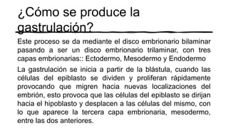 ¿Cómo se produce la
gastrulación?
Este proceso se da mediante el disco embrionario bilaminar
pasando a ser un disco embrionario trilaminar, con tres
capas embrionarias:: Ectodermo, Mesodermo y Endodermo
La gastrulación se inicia a partir de la blástula, cuando las
células del epiblasto se dividen y proliferan rápidamente
provocando que migren hacia nuevas localizaciones del
embrión, esto provoca que las células del epiblasto se dirijan
hacia el hipoblasto y desplacen a las células del mismo, con
lo que aparece la tercera capa embrionaria, mesodermo,
entre las dos anteriores.
 