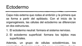 Ectodermo
Capa más externa que rodea al embrión y la primera que
se forma a partir del epiblasto. Con el inicio de la
organogénesis, las células del ectodermo se diferencian
en dos estructuras.
1. El ectodermo neutral: formara el sistema nervioso.
2. El ectodermo superficial: formara los tejidos mas
superficiales.
Además, un grupo de células ectodérmicas, los
 