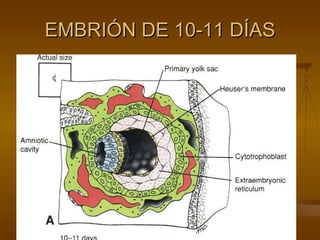 EMBRIÓN DE 10-11 DÍAS 