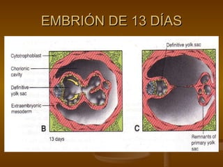 EMBRIÓN DE 13 DÍAS 