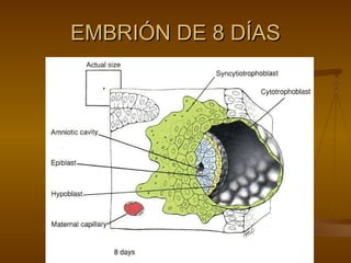 EMBRIÓN DE 8 DÍAS 
