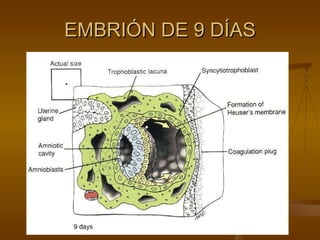 EMBRIÓN DE 9 DÍAS 