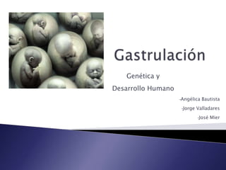 Genética y
Desarrollo Humano
                    •Angélica   Bautista
                    •Jorge   Valladares
                             •José   Mier
 