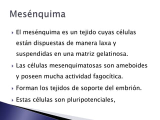    El mesénquima es un tejido cuyas células
    están dispuestas de manera laxa y
    suspendidas en una matriz gelatinosa.
   Las células mesenquimatosas son ameboides
    y poseen mucha actividad fagocítica.
   Forman los tejidos de soporte del embrión.
   Estas células son pluripotenciales,
 