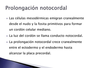   Las células mesodérmicas emigran cranealmente
    desde el nudo y la fosita primitivos para formar
    un cordón celular mediano.
   La luz del cordón se llama conducto notocordal.
   La prolongación notocordal crece cranealmente
    entre el ectodermo y el endodermo hasta
    alcanzar la placa precordal.
 