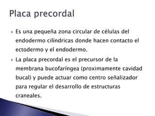    Es una pequeña zona circular de células del
    endodermo cilíndricas donde hacen contacto el
    ectodermo y el endodermo.
   La placa precordal es el precursor de la
    membrana bucofaríngea (proximamente cavidad
    bucal) y puede actuar como centro señalizador
    para regular el desarrollo de estructuras
    craneales.
 