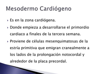    Es en la zona cardiógena.
   Donde empieza a desarrollarse el primordio
    cardiaco a finales de la tercera semana.
   Proviene de células mesenquimatosas de la
    estría primitiva que emigran cranealmente a
    los lados de la prolongación notocordal y
    alrededor de la placa precordal.
 