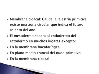    Membrana cloacal: Caudal a la estría primitiva
    existe una zona circular que indica el futuro
    asiento del ano.
   El mesodermo separa al endodermo del
    ectodermo en muchos lugares excepto:
   En la membrana bucofaríngea
   En plano medio craneal del nudo primitivo.
   En la membrana cloacal
 