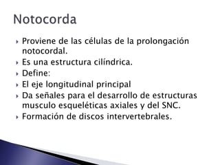    Proviene de las células de la prolongación
    notocordal.
   Es una estructura cilíndrica.
   Define:
   El eje longitudinal principal
   Da señales para el desarrollo de estructuras
    musculo esqueléticas axiales y del SNC.
   Formación de discos intervertebrales.
 