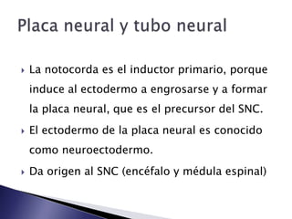    La notocorda es el inductor primario, porque
    induce al ectodermo a engrosarse y a formar
    la placa neural, que es el precursor del SNC.
   El ectodermo de la placa neural es conocido
    como neuroectodermo.
   Da origen al SNC (encéfalo y médula espinal)
 