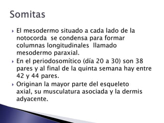    El mesodermo situado a cada lado de la
    notocorda se condensa para formar
    columnas longitudinales llamado
    mesodermo paraxial.
   En el periodosomítico (día 20 a 30) son 38
    pares y al final de la quinta semana hay entre
    42 y 44 pares.
   Originan la mayor parte del esqueleto
    axial, su musculatura asociada y la dermis
    adyacente.
 